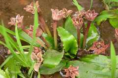 Cryptocoryne cognata